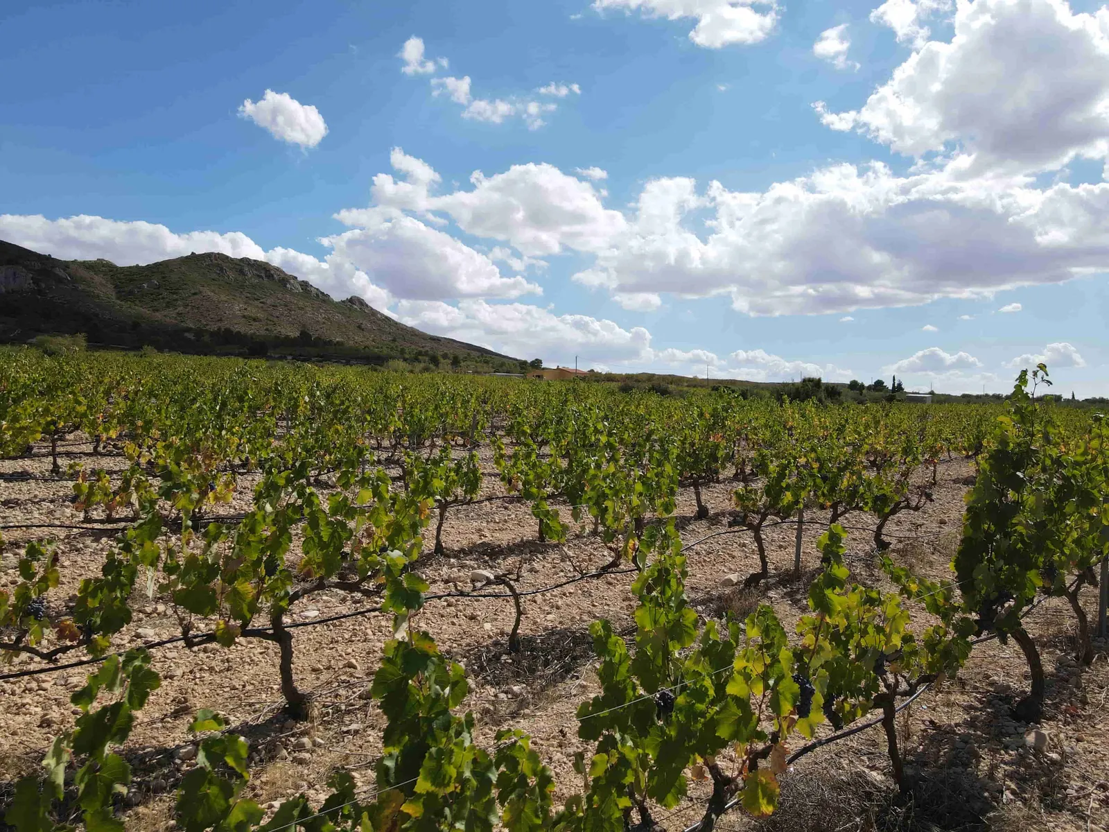 Villa in Murcia — LVC-100171, photo 8