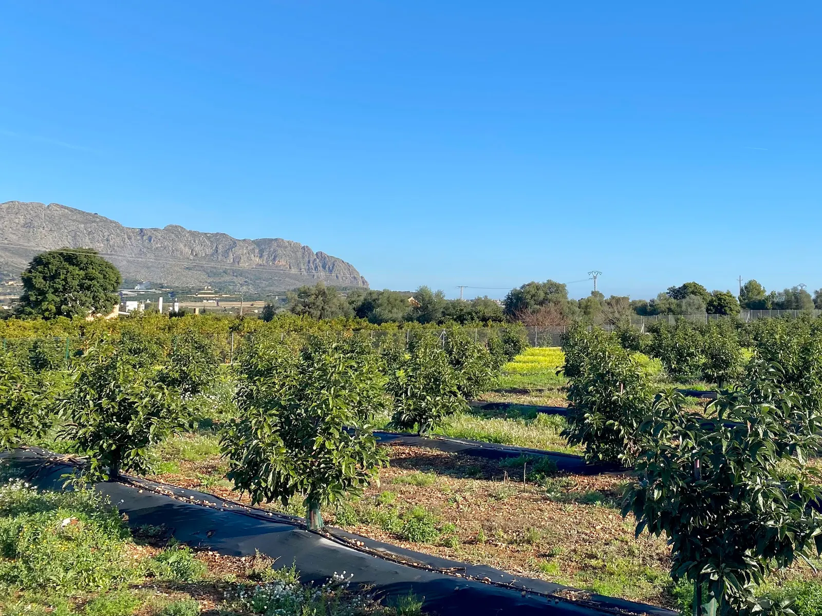 Villa in Monte Solana — LVC-100318, photo 4