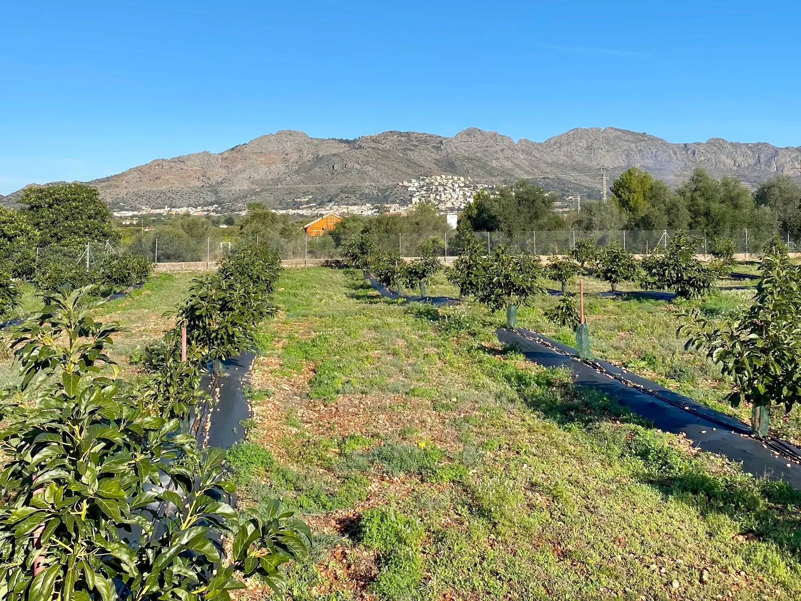 Villa in Monte Solana — LVC-100318, photo 5